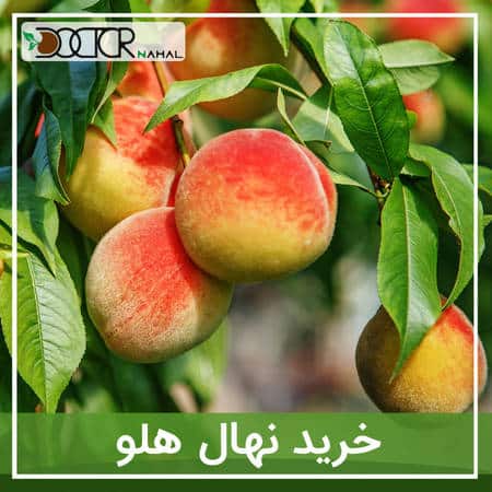 نهال_هلو
