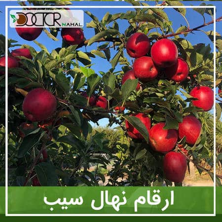 نهال_سیب