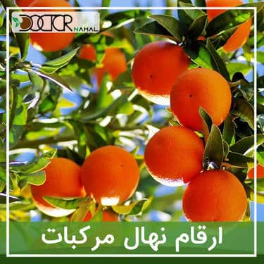 خرید نهال مرکبات