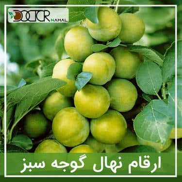نهال گوجه سبز