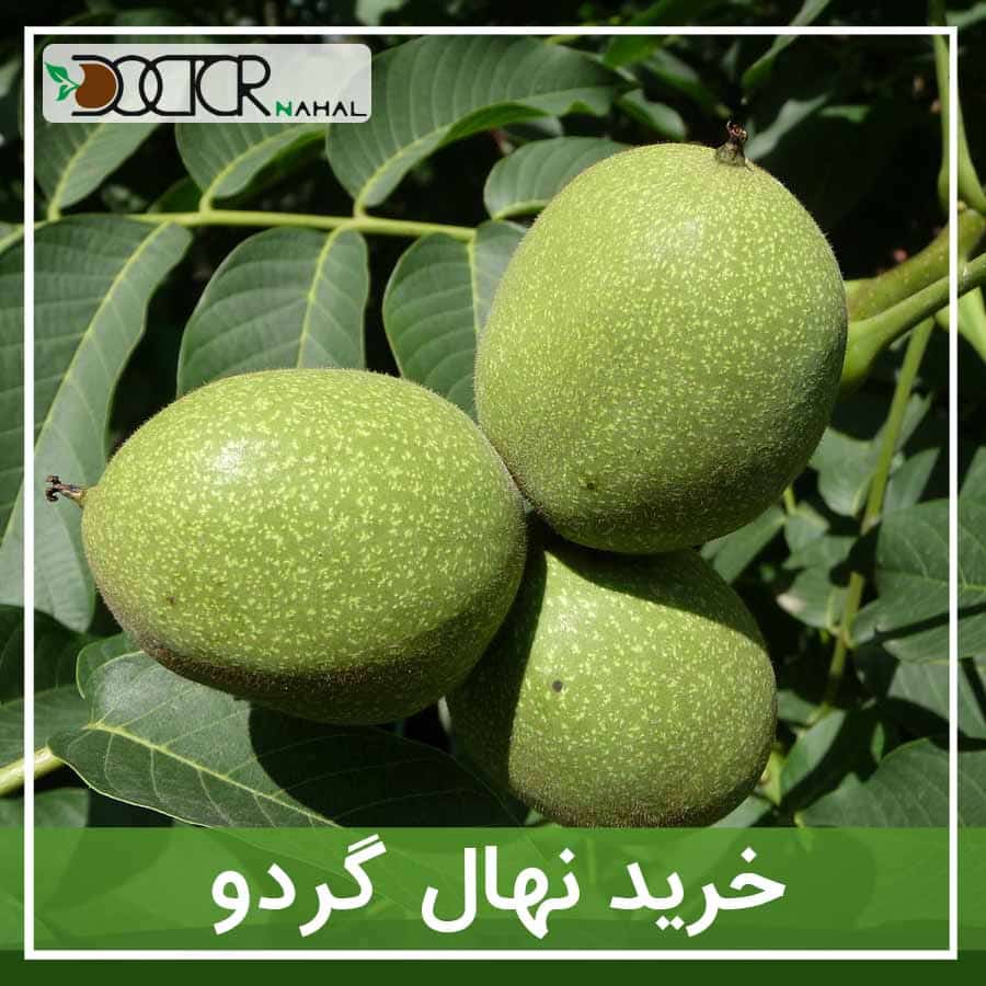نهال گردو