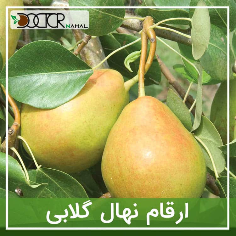 نهال گلابی