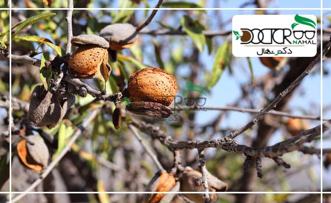 بادام دیم، به درختی گفته می شود که بتوان برای مدت طولانی آن را آبیاری نکرد.