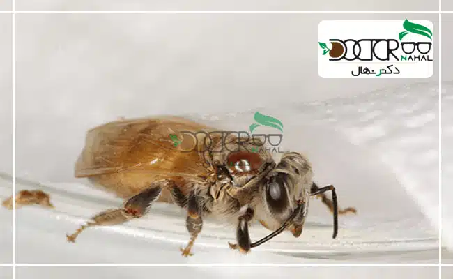آفت پروانه زنبور چیست ؟برسی علائم + پیشگیری تا درمان