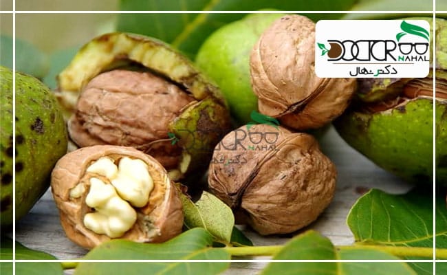 نهال گردو فرانسوی