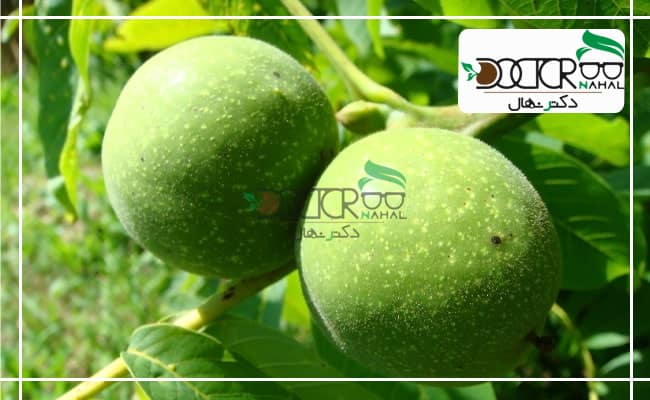درخت گردوی فرانسوی