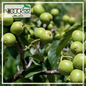 درخت گردو زودبازده