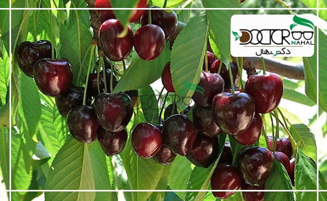 بهترین درخت گیلاس