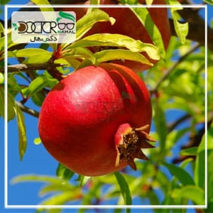 بهترین درخت انار