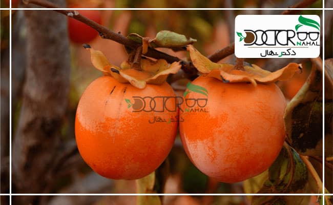 بهترین درخت خرمالو
