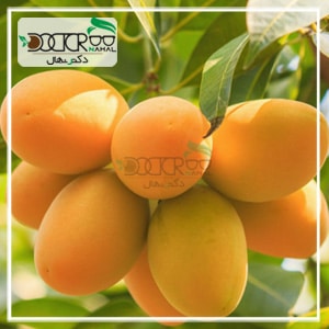 بهترین نهال انبه