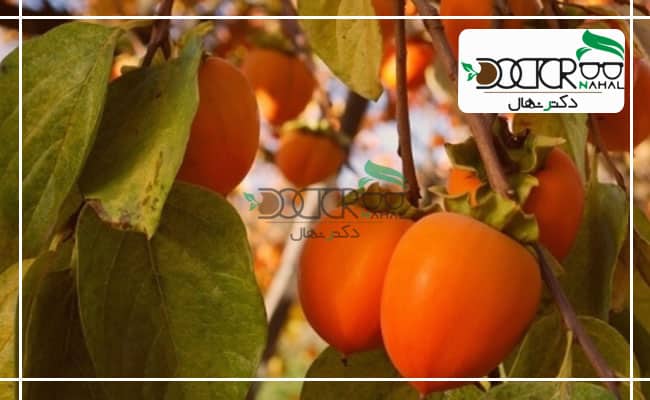 بهترین خاک برای کاشت درخت خرمالو