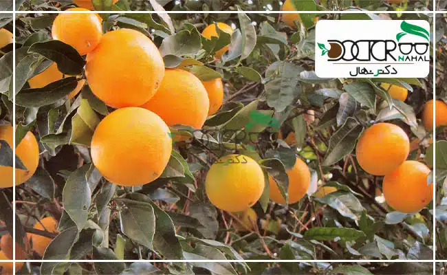 خصوصیات درخت پرتقال