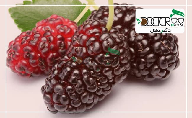 معرفی درخت توت