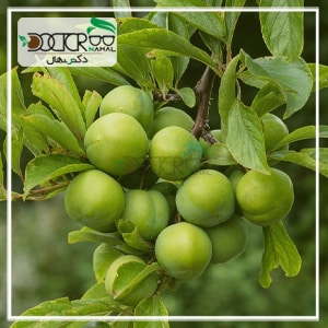 نحوه کاشت نهال گوجه سبز