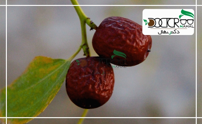 میوه رسیده عناب 