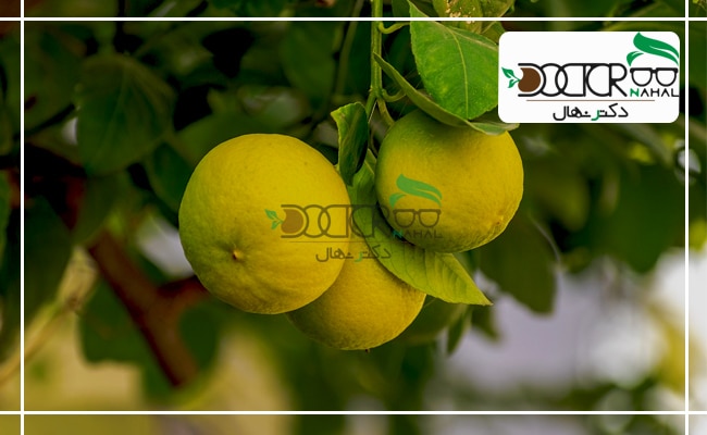 میوه های درخت لیمو