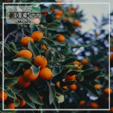 کاشت درخت پرتقال