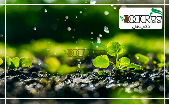 آبیاری قطره ای نهال