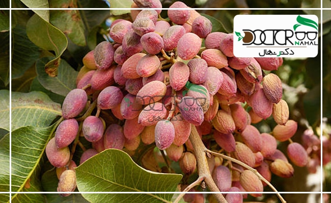 انواع نهال پسته پیوندی