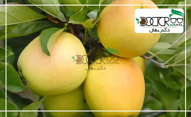 سیب زرد لبنان یکی از پرطرفدارترین انواع سیب زرد در بازارهای داخلی و خارجی است.