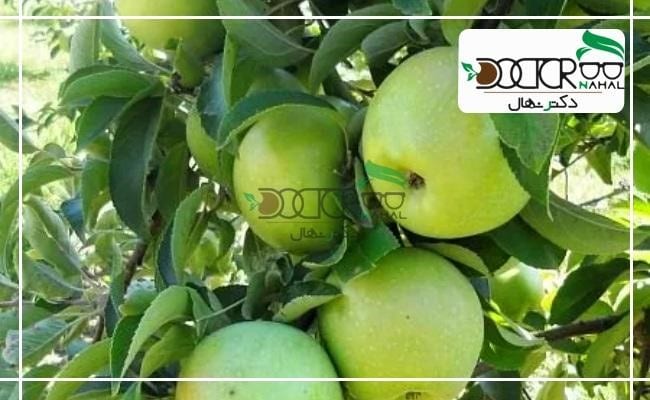 نهال سیب اسمیت