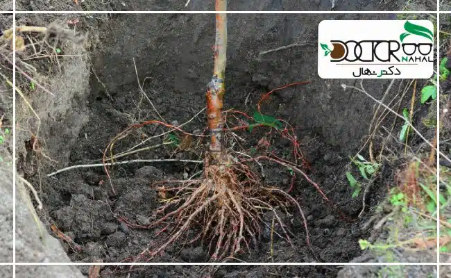 در چاله با عمق مناسب با رسیدن هوای کافی به ریشه شرایط رشد صحیح ریشه فراهم می‌شود.