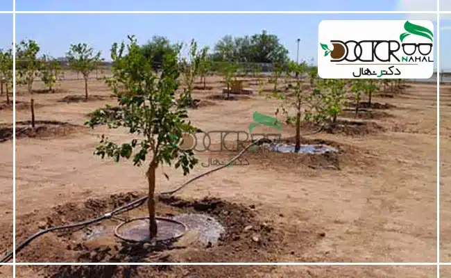 در هنگام کاشت درخت میزان آبیاری باید متناسب با عمق چاله باشد.