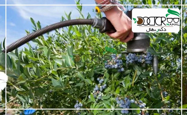 آبیاری نهال بلوبری بسیار اهمیت دارد زیرا بلوبری خاک مرطوب را دوست دارد.