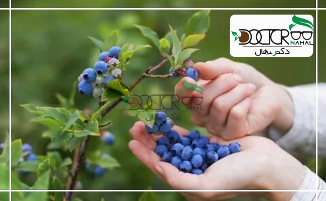 در هنگام برداشت بلوبری باید نهایت دقت و ظرافت خود را به کار بگیرید.