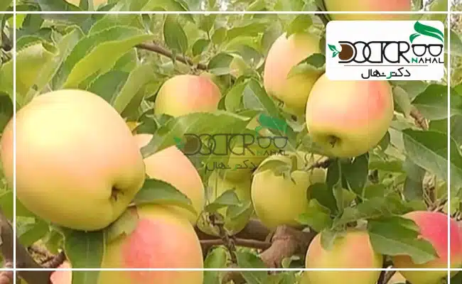 نهال میوه به خصوص نهال سیب زرد برای سرمایه گذاری بسیار مناسب است.
