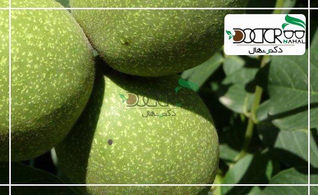 طول عمر دو نهال گردو