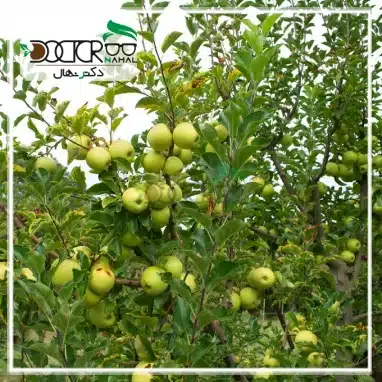 انتخاب بهترین نهال سیب زرد می‌تواند در کیفیت محصول نهایی شما تاثیرگذار باشد.
