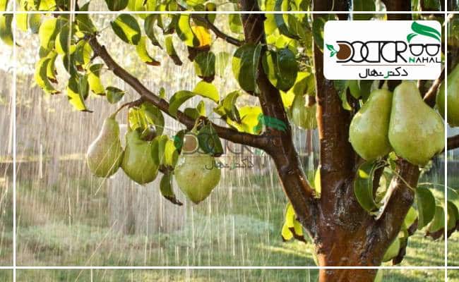 این درخت باید نسبت به بارش باران و سرما مقاومت مناسبی داشته باشد