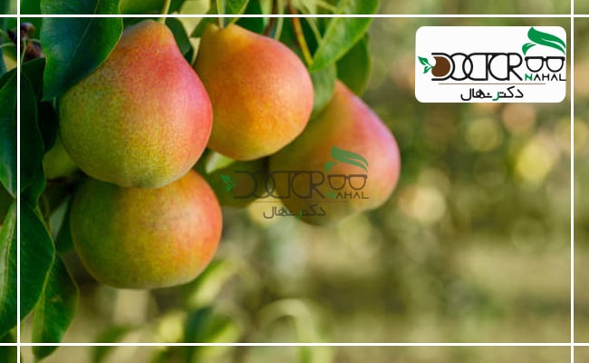 انواع نهال گلابی سردسیری