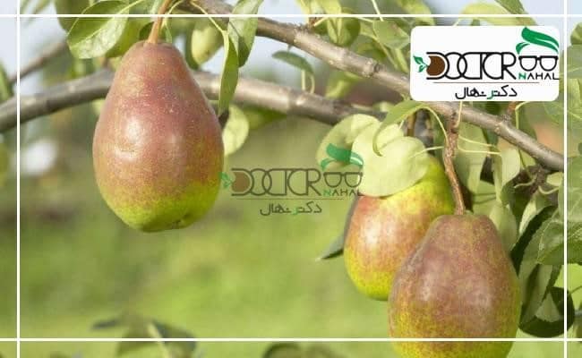 آبیاری پس از پیوند
