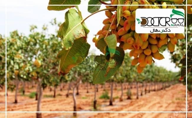 مزایای پیوند زدن 