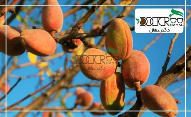 میزان کود به جهت رشد