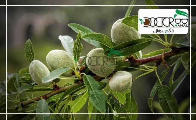 کاشت انواع پیوند