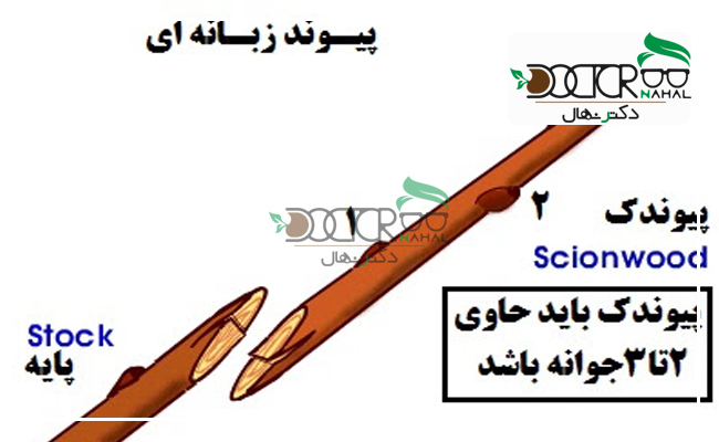 پیوند زبانه ای