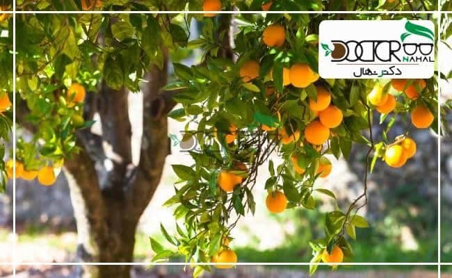 بهترین ارقالم برای پیوند