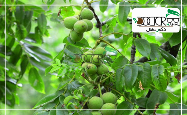 بهترین نژاد گردو در سنندج