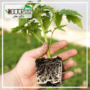 خرید نهال در کرمان