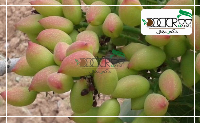 نهال پسته ممتاز کرمان