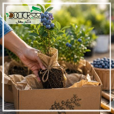 نهال بلوبری از کجا بخریم؟