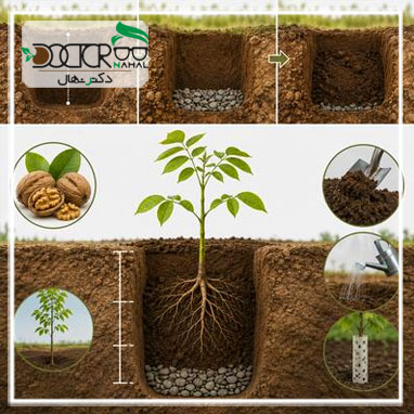 عمق چاله برای کاشت نهال گردو