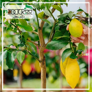 بهترین نهال لیموشیرین سردسیری+ خرید و بررسی نکات کاشت