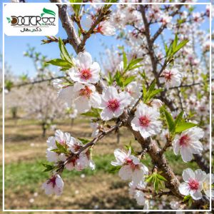 درخت بادام کاغذی