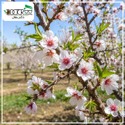 درخت بادام کاغذی