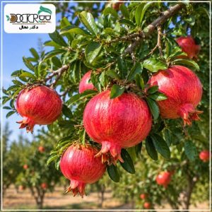 نهال انار آمریکایی